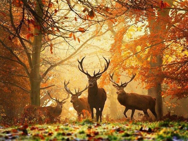 Animals In Autumn Forest - Image 4