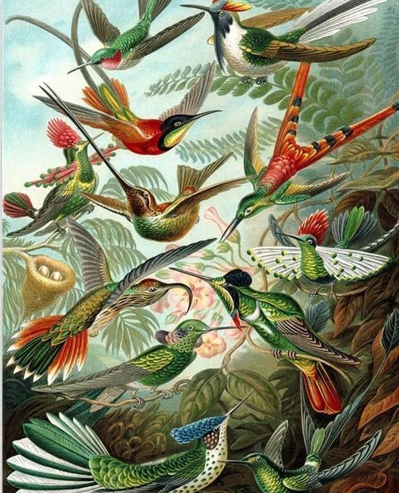 Hummingbirds - Ernst Haeckel - Image 4