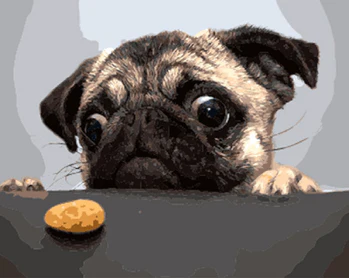 Hungry Pug - Image 4
