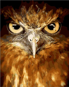 Owl Eyes - Image 4