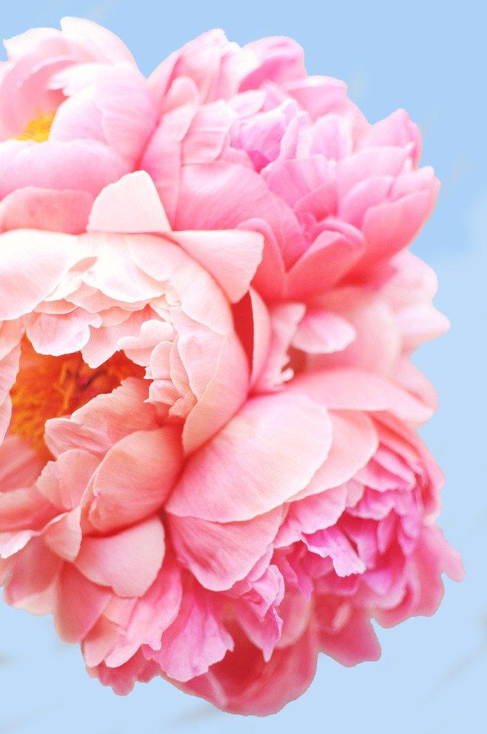 Pink Floral Art - Image 4