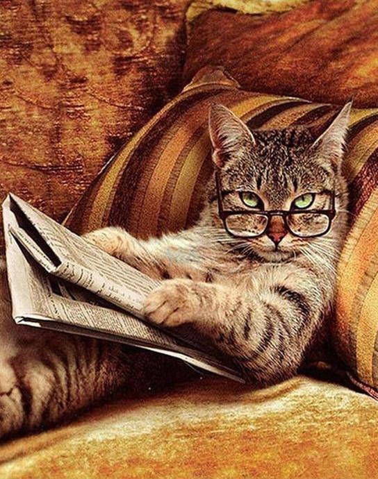 Reading Cat - Image 4